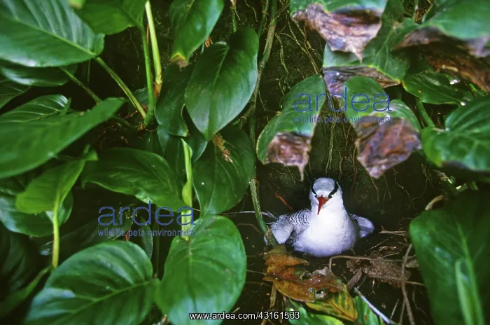 : Red-billed Tropicbird (Phaethon aethereus) : Red-billed Tropicbird (Phaethon aethereus)
