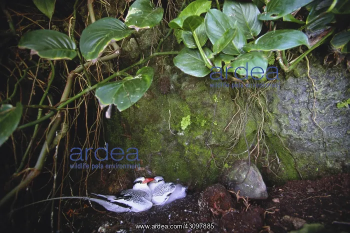 : Red Billed Tropicbirds : Red Billed Tropicbirds