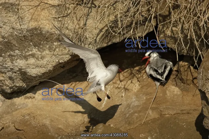  : Red-billed Tropicbirds at nest