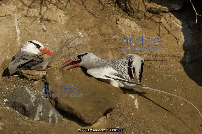 : Red-billed Tropicbirds at nest : Red-billed Tropicbirds at nest
