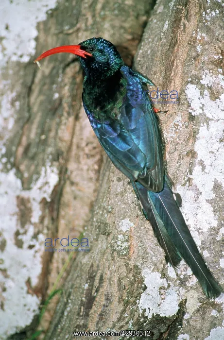  : Red-billed Woodhoopoe  /  Green Woodhoopoe - adult