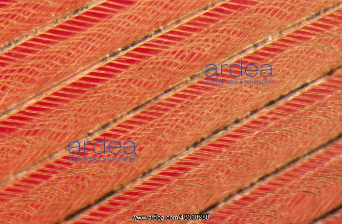 : Detail of red bird feathers : Detail of red bird feathers