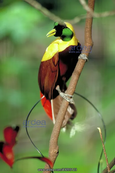 : Red bird of paradise : Red bird of paradise