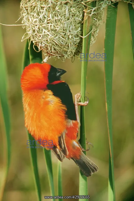  : RED BISHOP