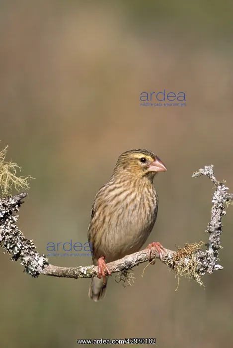  : Red Bishop - female, perched on branch