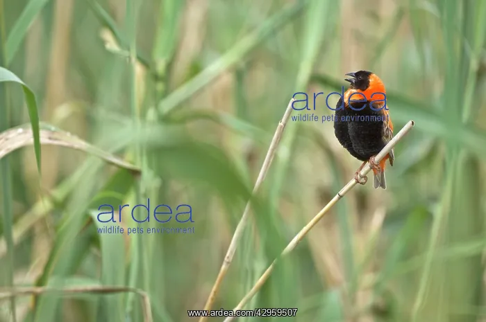 : Red Bishop - Male bird singing : Red Bishop - Male bird singing