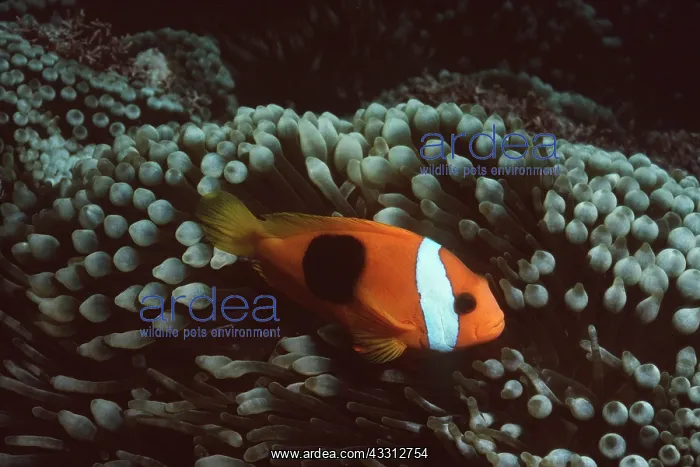  : RED & BLACK ANEMONE  /  CLOWN FISH