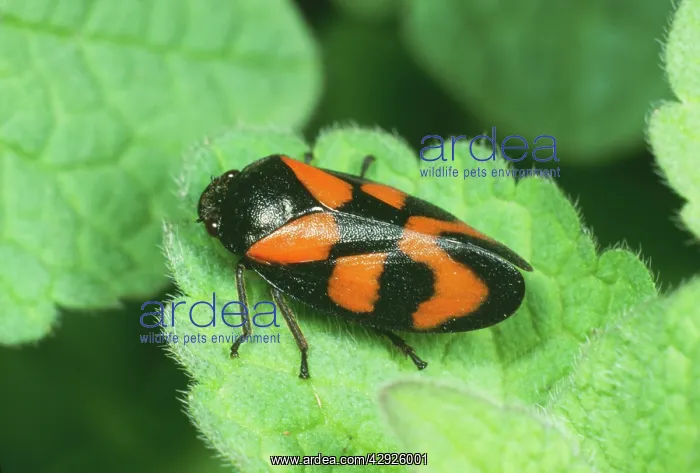 : Red & Black Froghopper : Red & Black Froghopper