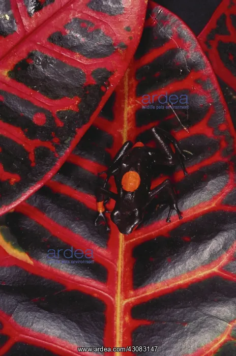  : Red and Black Poison Arrow Frog