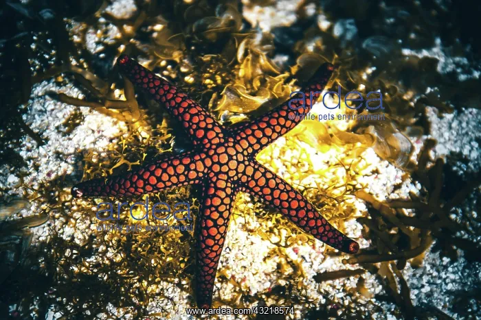 : Red, Black starfish in water, Mauritius, Africa : Red, Black starfish in water, Mauritius, Africa