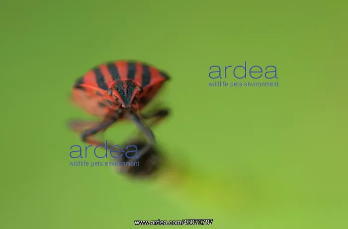: Red And Black Striped Stink Bug : Red And Black Striped Stink Bug