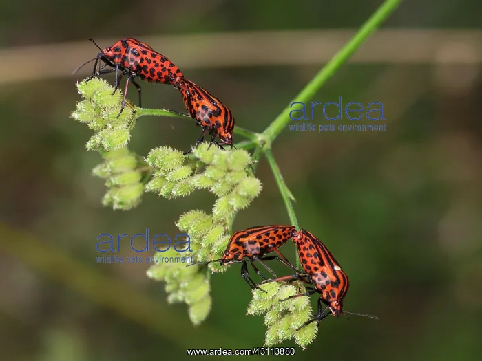 : Red And Black Striped Stink Bug : Red And Black Striped Stink Bug