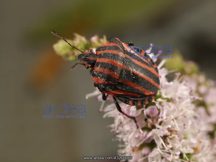 : Red And Black Striped Stink Bug (Graphosoma lin : Red And Black Striped Stink Bug (Graphosoma lin