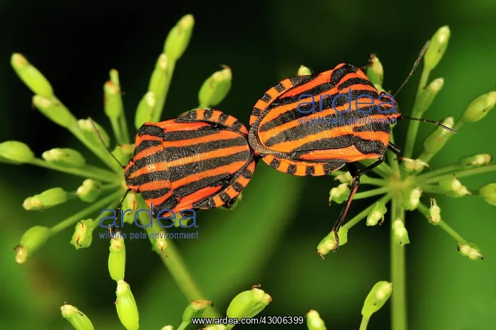: Red and Black Striped Stink Bug mating : Red and Black Striped Stink Bug mating