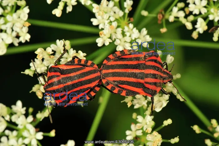 : Red and Black Striped Stink Bug mating : Red and Black Striped Stink Bug mating
