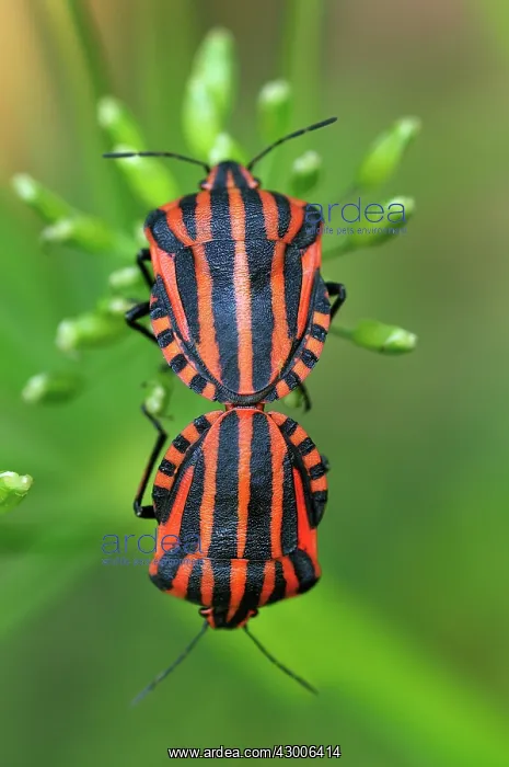 : Red and Black Striped Stink Bug mating : Red and Black Striped Stink Bug mating
