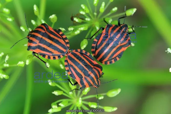 : Red and Black Striped Stink Bug mating : Red and Black Striped Stink Bug mating