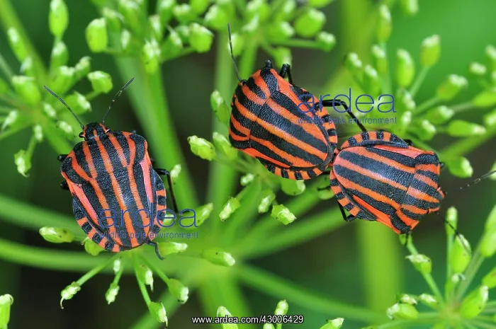 : Red and Black Striped Stink Bug mating : Red and Black Striped Stink Bug mating