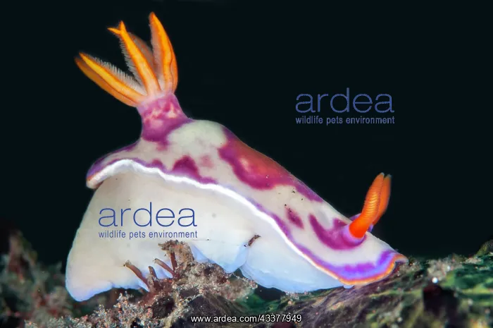 : Red-blotched Hypselodoris Nudibranch : Red-blotched Hypselodoris Nudibranch