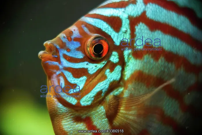 : Red, blue, green Discus fish detailed close up in : Red, blue, green Discus fish detailed close up in