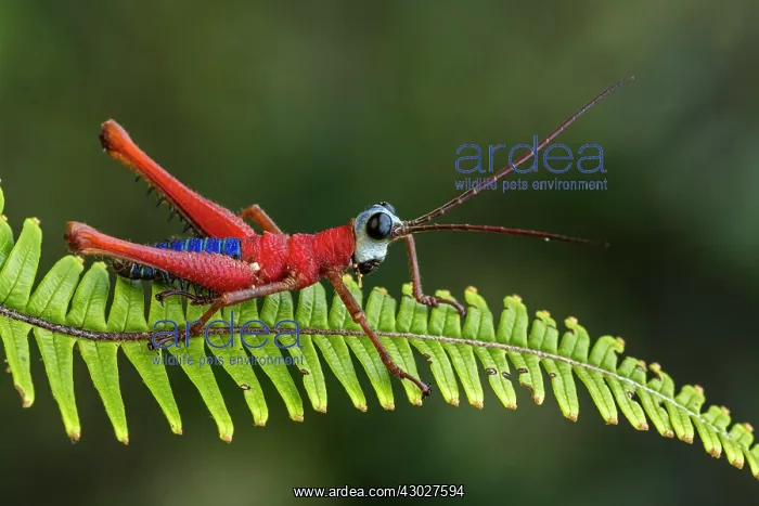 : Red Blue White Monkey Hopper, grasshopper, Las Tangaras : Red Blue White Monkey Hopper, grasshopper, Las Tangaras