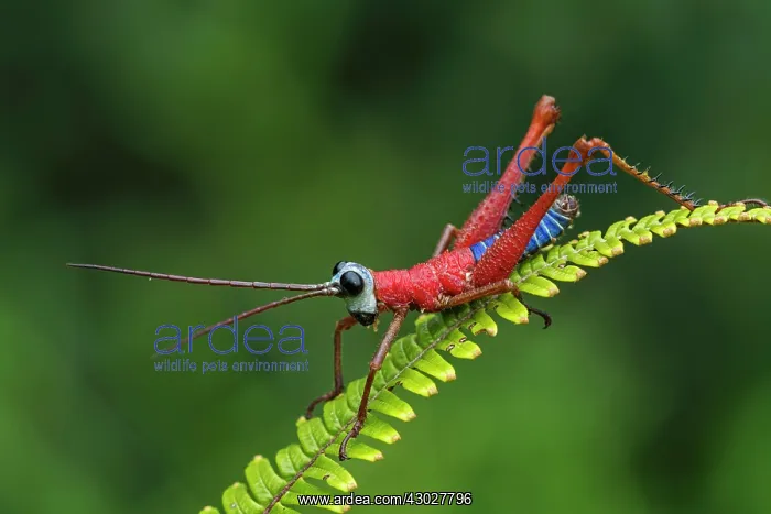 : Red Blue White Monkey Hopper, grasshopper, Las Tangaras : Red Blue White Monkey Hopper, grasshopper, Las Tangaras