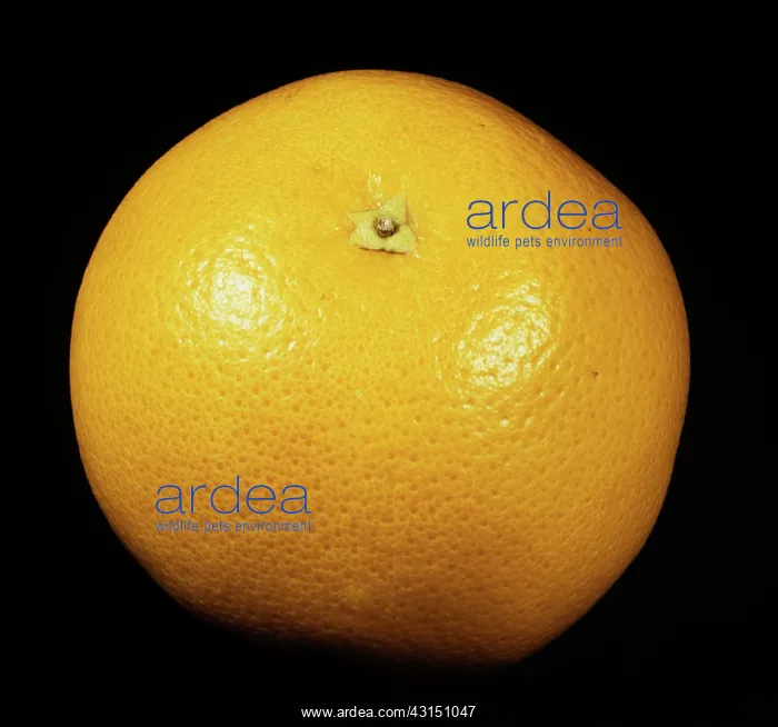 : Red Blush grapefruit : Red Blush grapefruit