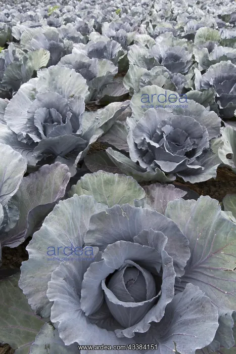 : Red (Brassica oleracea convar. capitata var. rubra) : Red (Brassica oleracea convar. capitata var. rubra)