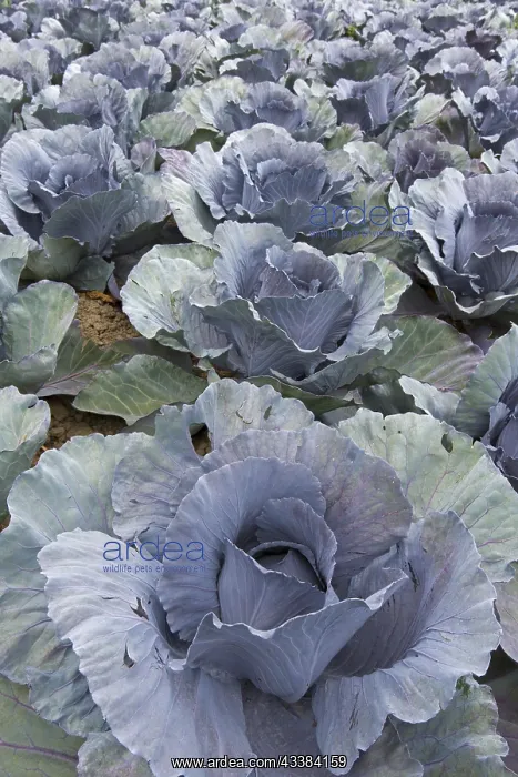 : Red (Brassica oleracea convar. capitata var. rubra) : Red (Brassica oleracea convar. capitata var. rubra)