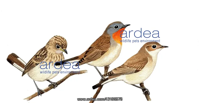 : Red-breasted Flycatcher : Red-breasted Flycatcher