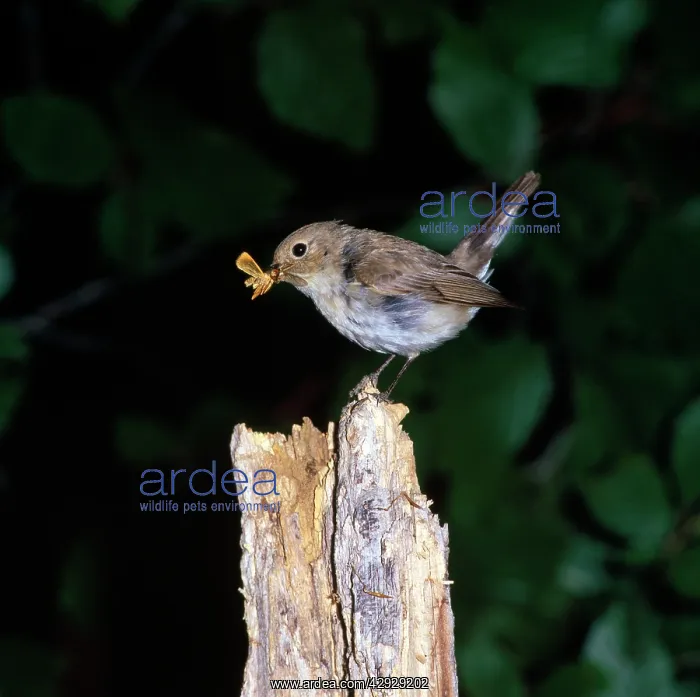 : Red-breasted Flycatcher - female with food in beak : Red-breasted Flycatcher - female with food in beak