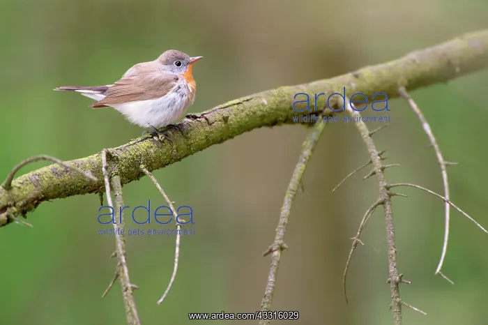 : Red-breasted Flycatcher (Ficedula parva) male perching on br : Red-breasted Flycatcher (Ficedula parva) male perching on br