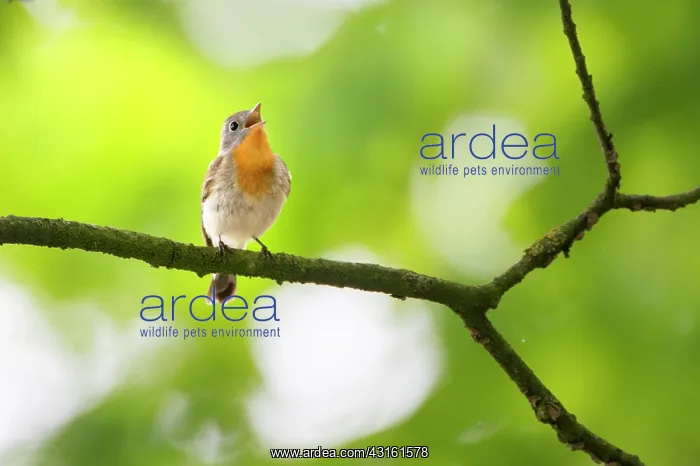 : Red-breasted Flycatcher (Ficedula parva) male singing on bre : Red-breasted Flycatcher (Ficedula parva) male singing on bre