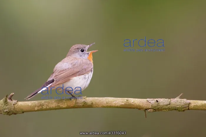 : Red-breasted Flycatcher (Ficedula parva) male singing on bre : Red-breasted Flycatcher (Ficedula parva) male singing on bre