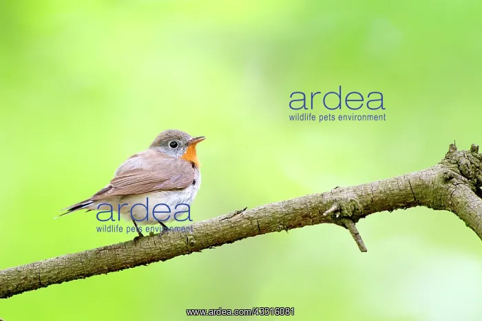 : Red-breasted Flycatcher (Ficedula parva) male singing on bre : Red-breasted Flycatcher (Ficedula parva) male singing on bre