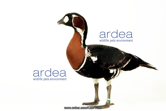 : Red-breasted GOOSE : Red-breasted GOOSE