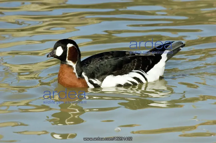 : Red-breasted Goose : Red-breasted Goose