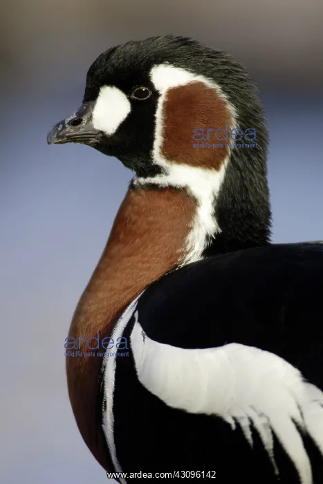 : Red Breasted Goose : Red Breasted Goose