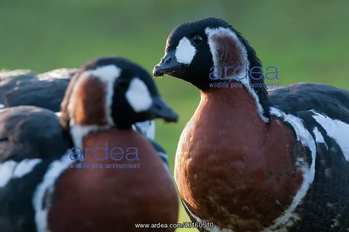  : Red-breasted Goose