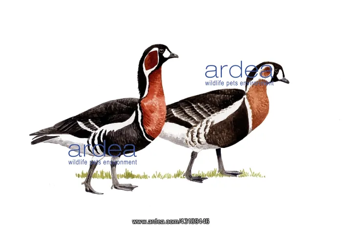 : Red-breasted Goose : Red-breasted Goose