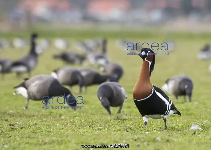 : Red-breasted Goose (Branta ruficollis) and Bren : Red-breasted Goose (Branta ruficollis) and Bren