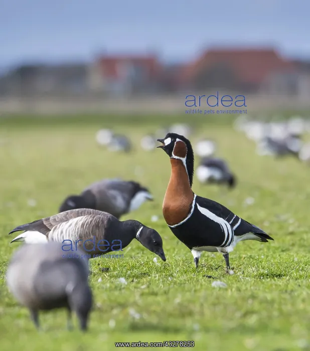 : Red-breasted Goose (Branta ruficollis) calling : Red-breasted Goose (Branta ruficollis) calling