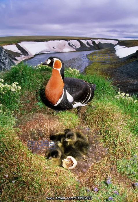: RED-BREASTED GOOSE - and chicks on nest : RED-BREASTED GOOSE - and chicks on nest