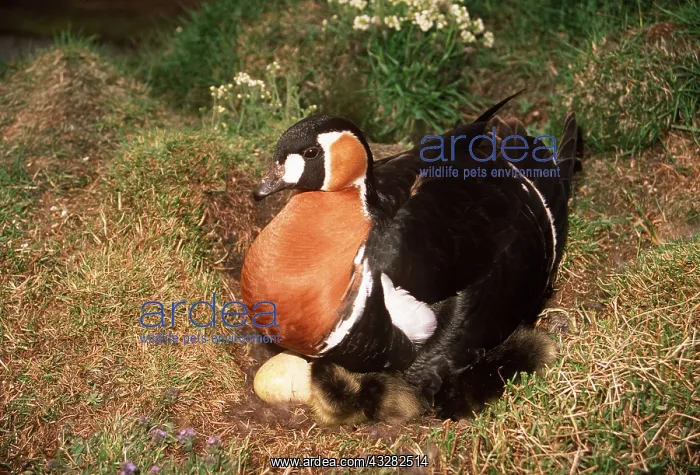 : RED-BREASTED GOOSE - and chicks - Nesting : RED-BREASTED GOOSE - and chicks - Nesting
