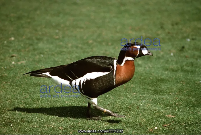 : RED BREASTED GOOSE - On grass : RED BREASTED GOOSE - On grass