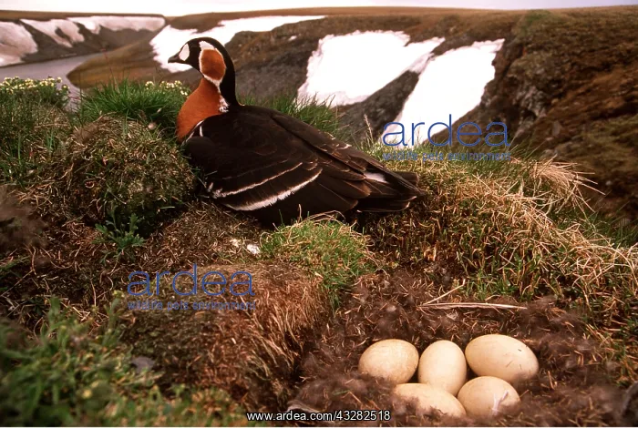 : RED-BREASTED GOOSE - at nest in riverbank near : RED-BREASTED GOOSE - at nest in riverbank near