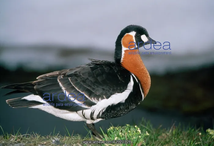 : RED-BREASTED GOOSE - on riverbank : RED-BREASTED GOOSE - on riverbank