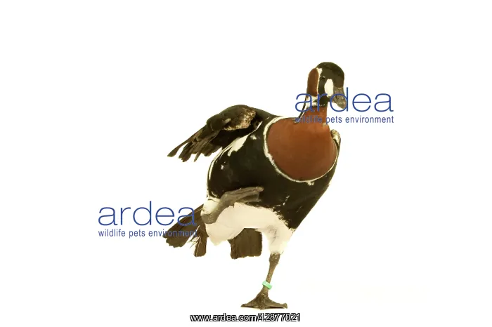: Red-breasted GOOSE - standing on one leg : Red-breasted GOOSE - standing on one leg