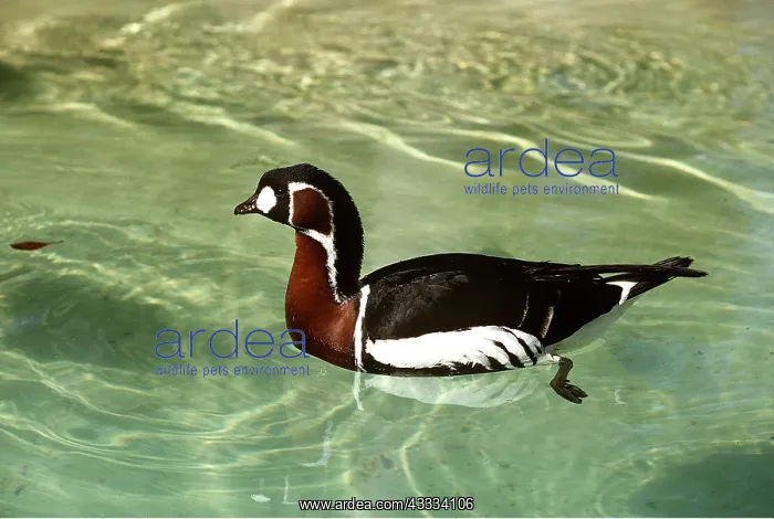 : RED-BREASTED GOOSE - in water : RED-BREASTED GOOSE - in water
