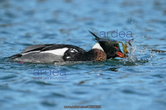 : Red-breasted Merganser : Red-breasted Merganser